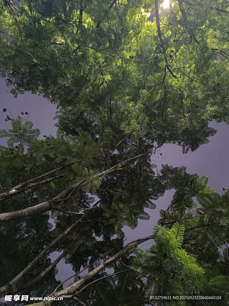 仰视茂密森林树冠景象