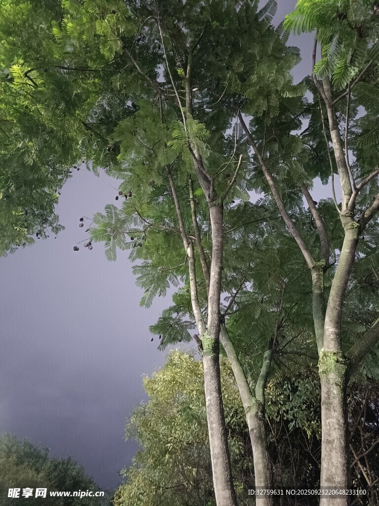 暴风雨前的树林景象