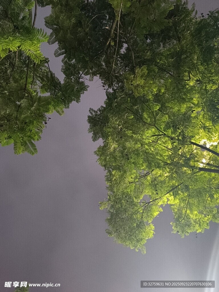 仰视葱郁树冠