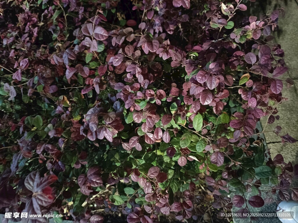 繁茂紫叶植物景观