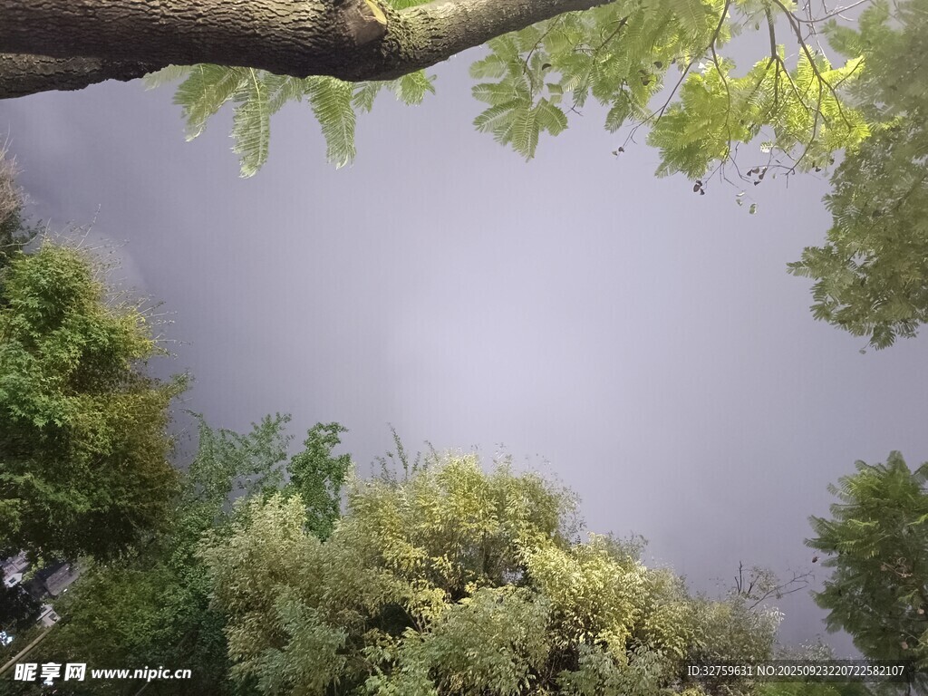 仰视繁茂绿树天空景象