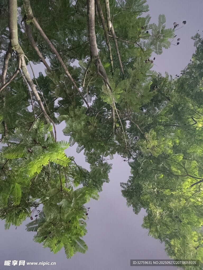 仰视茂密树林绿意盎然