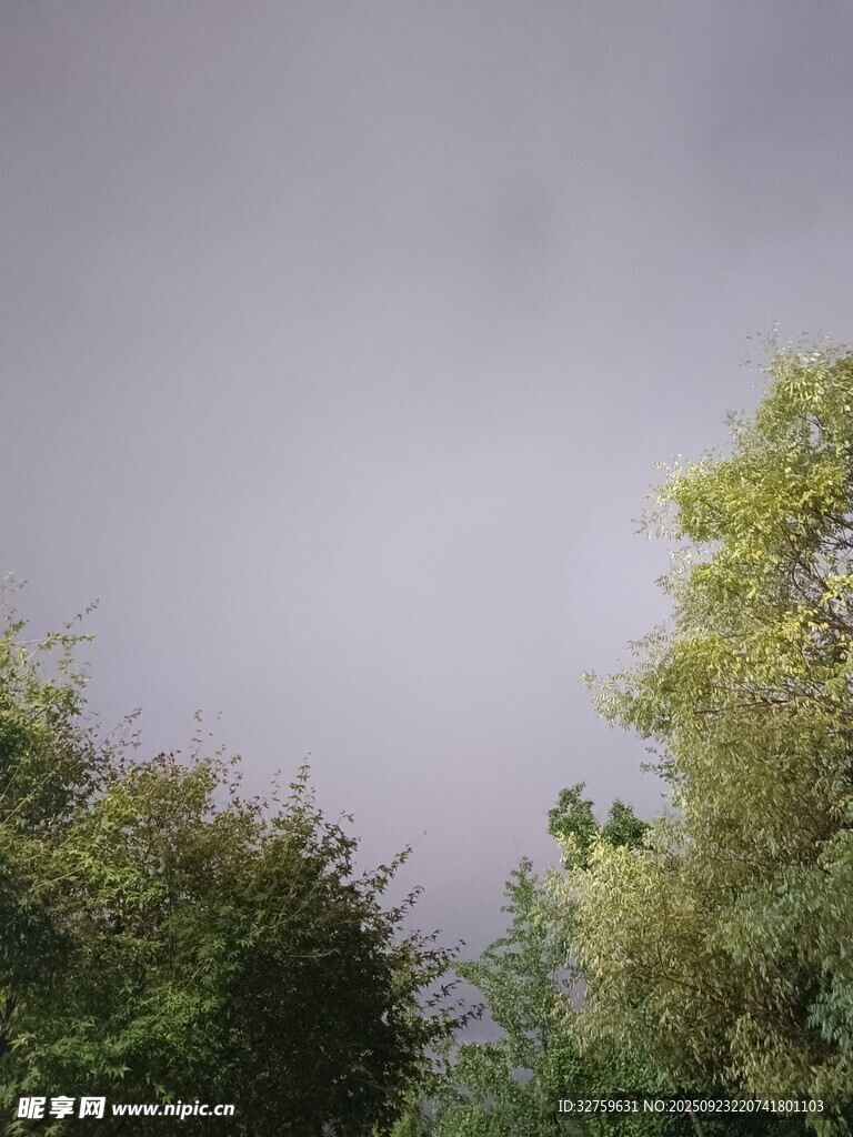 雾霭中的葱郁树木
