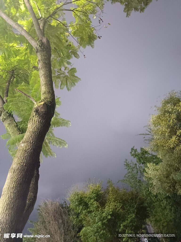 仰视视角下的挺拔绿树