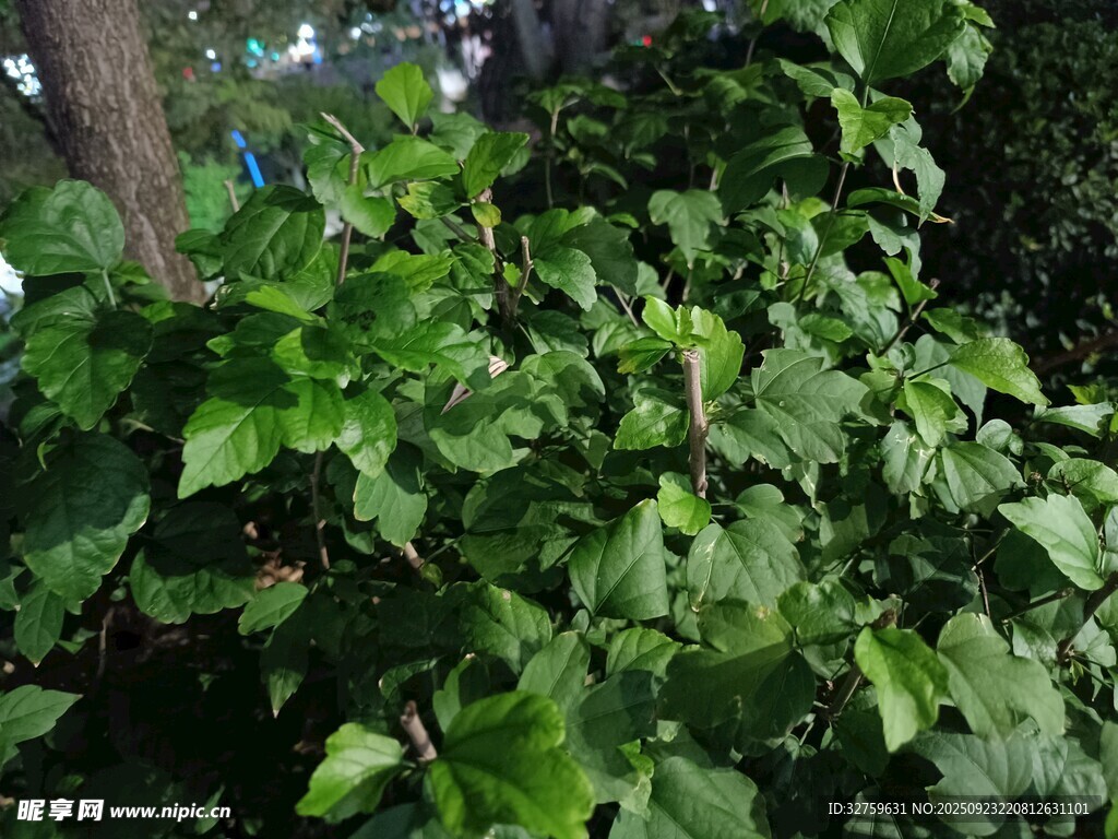 繁茂绿植景观