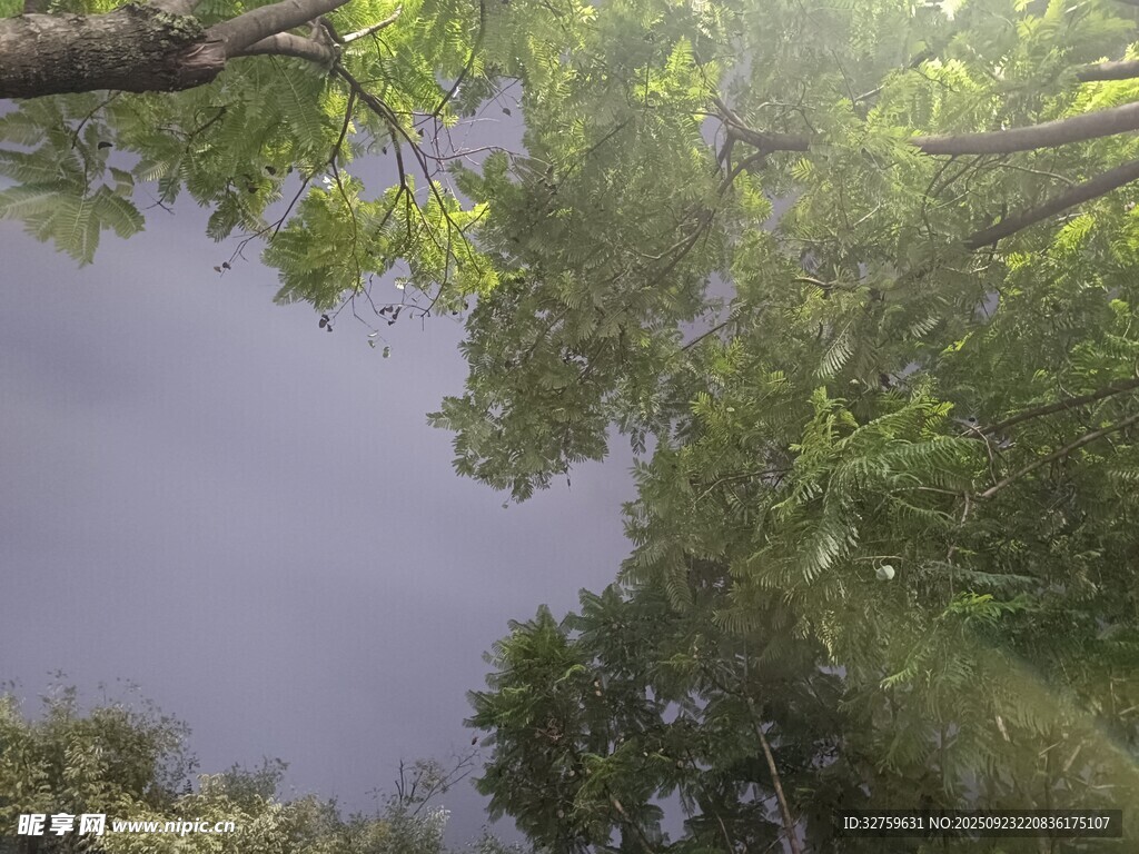 林间阳光穿透茂密树叶