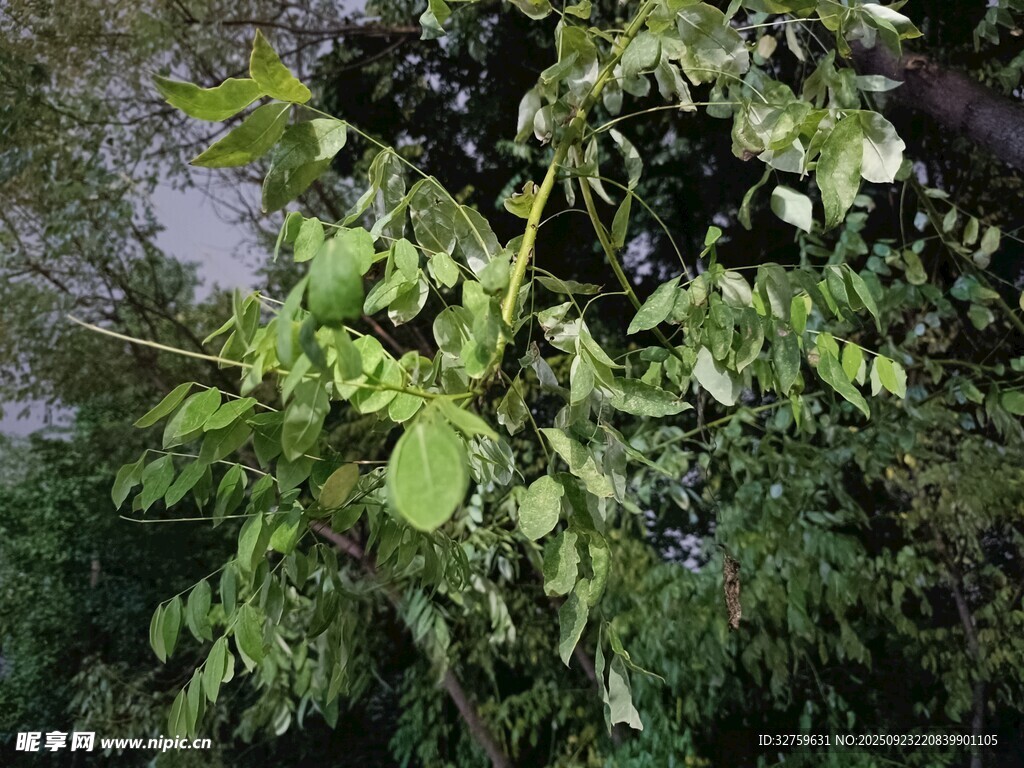 繁茂枝叶下的绿意景致