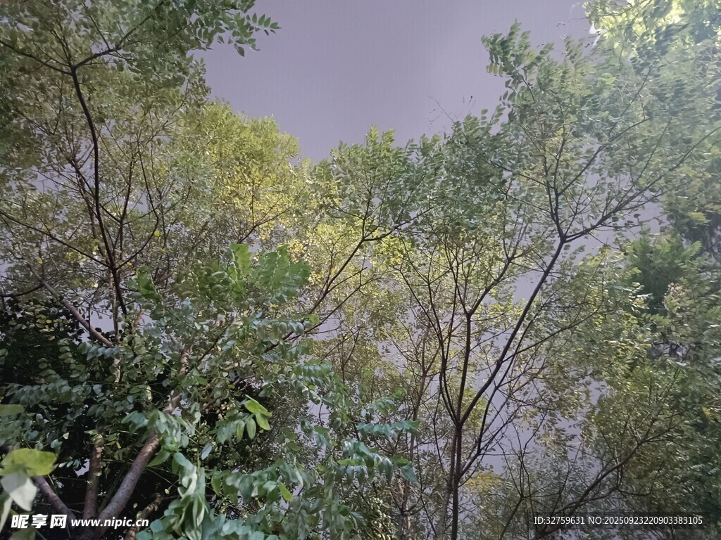 林间繁茂树木景观