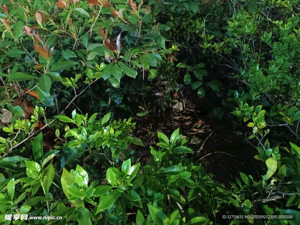 繁茂绿植下的隐秘角落