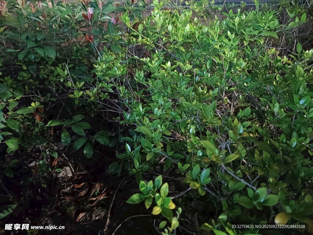 茂密绿植景观