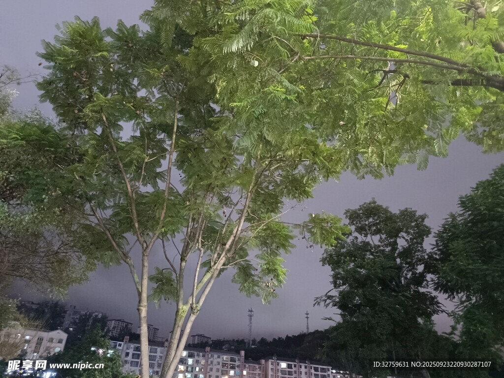 树林旁浓烟滚滚的场景