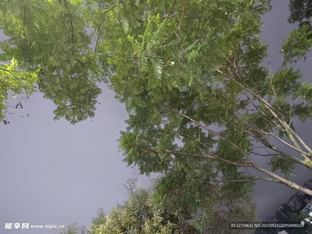 水中倒映的葱郁绿树