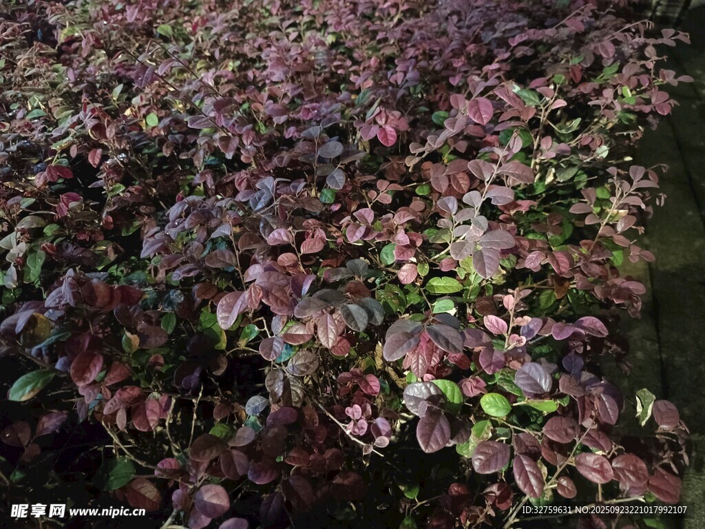 紫叶植物景观