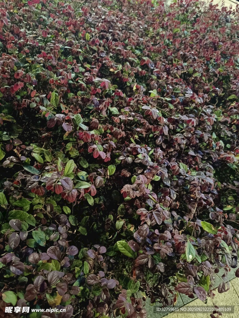 紫叶小檗植物景观