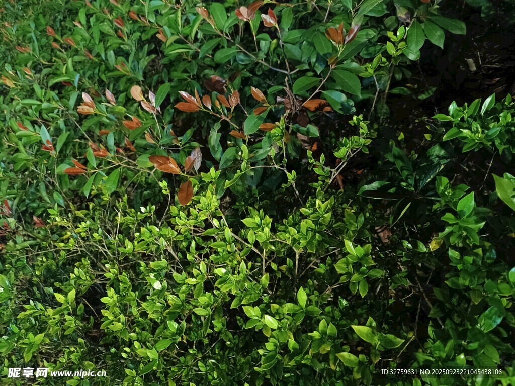 茂密绿植景观
