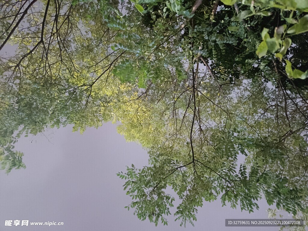 仰视绿树间的天空