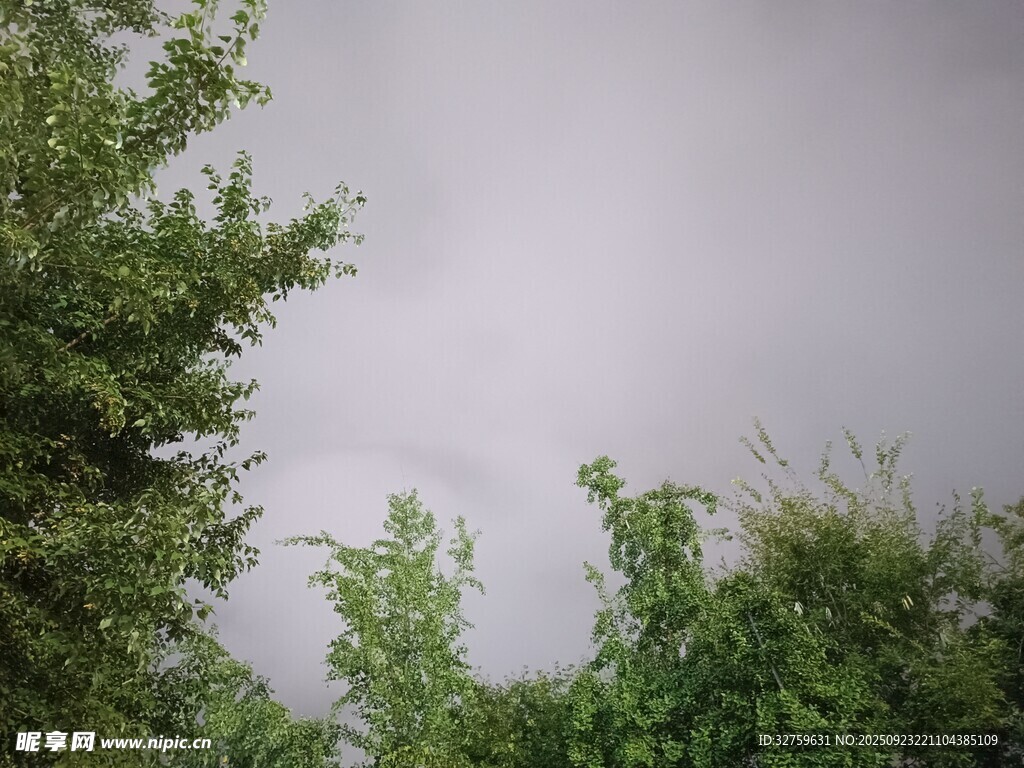 阴天绿树景象