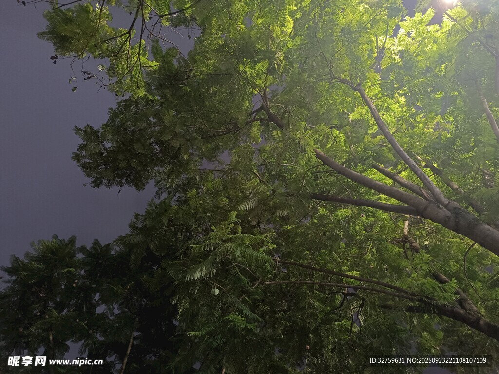 阳光透过枝叶洒下的美景