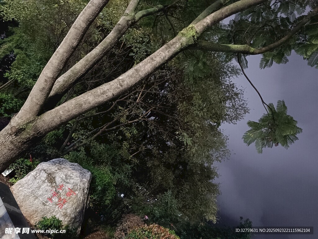 雨中葱郁树林与倾斜树干