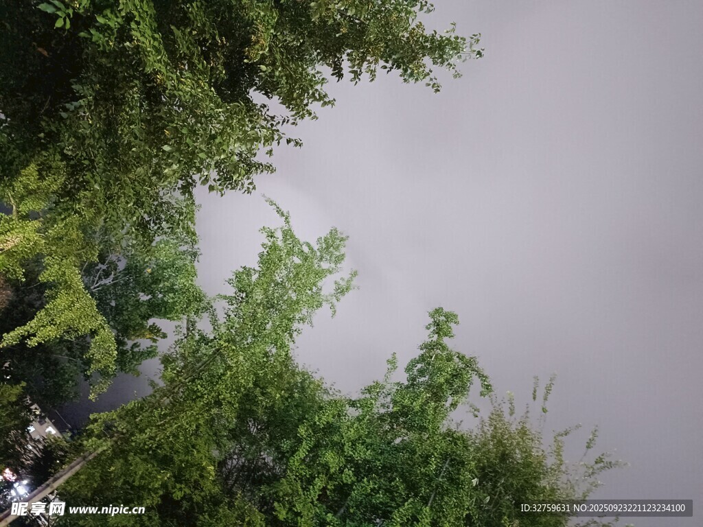 林间树梢望灰蒙天空