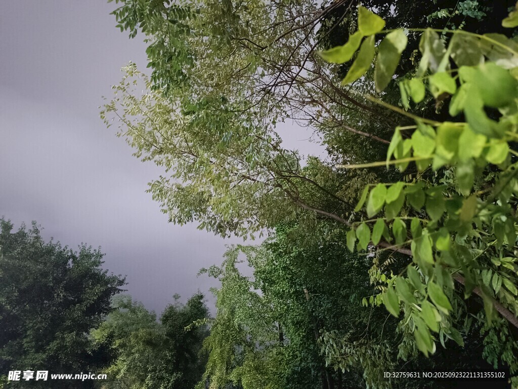 林间云雾缭绕的翠绿景致