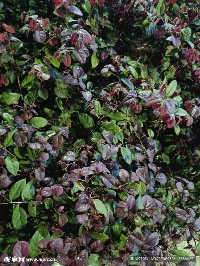 多彩叶片植物特写