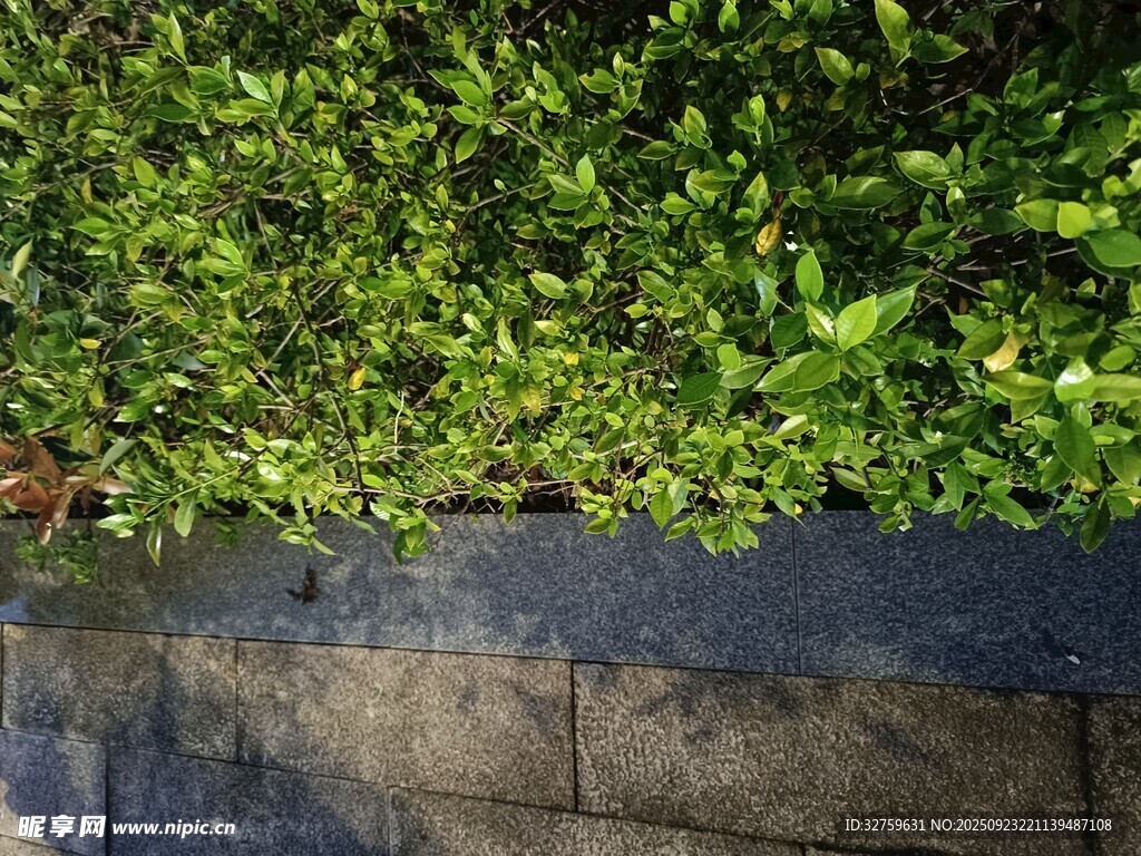 墙边绿植生机盎然