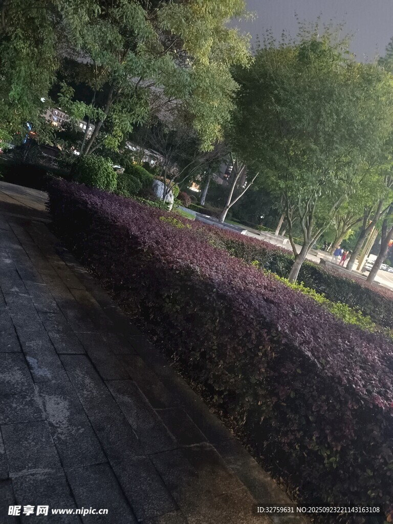城市中静谧的绿植景观