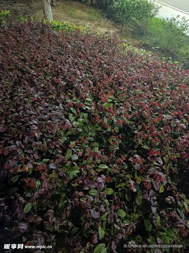 紫叶植物种植地