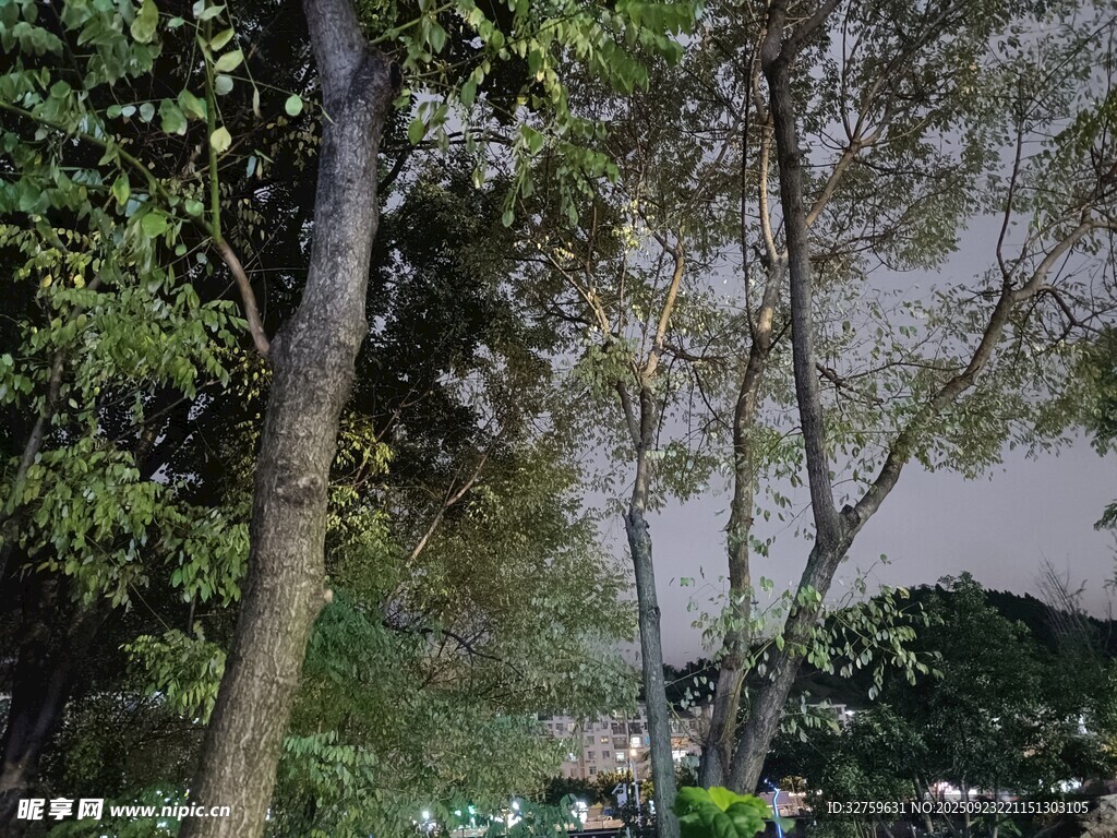 林间树木与朦胧景致