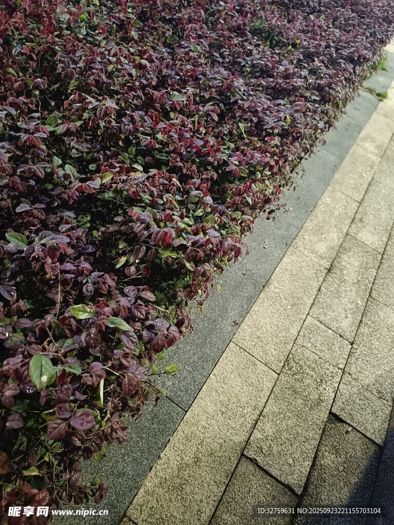 砖路旁的紫叶植物景观