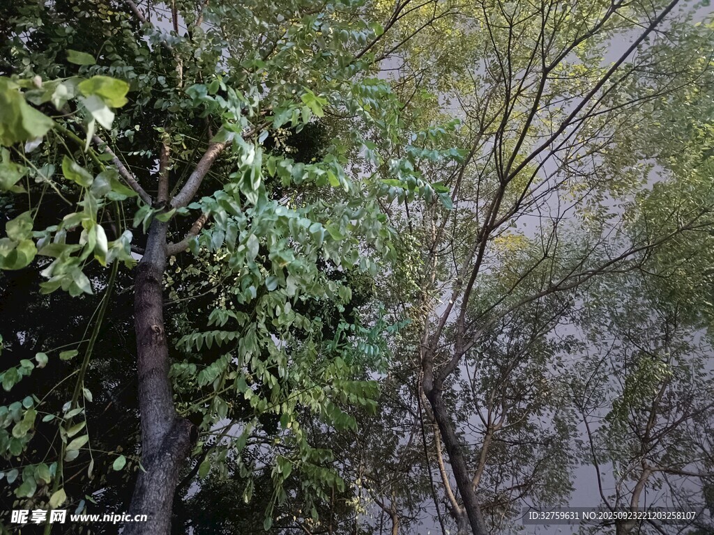 林间繁茂树木景致
