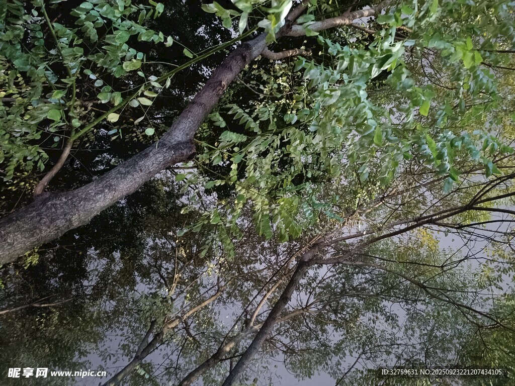 溪边繁茂绿植与交错枝干
