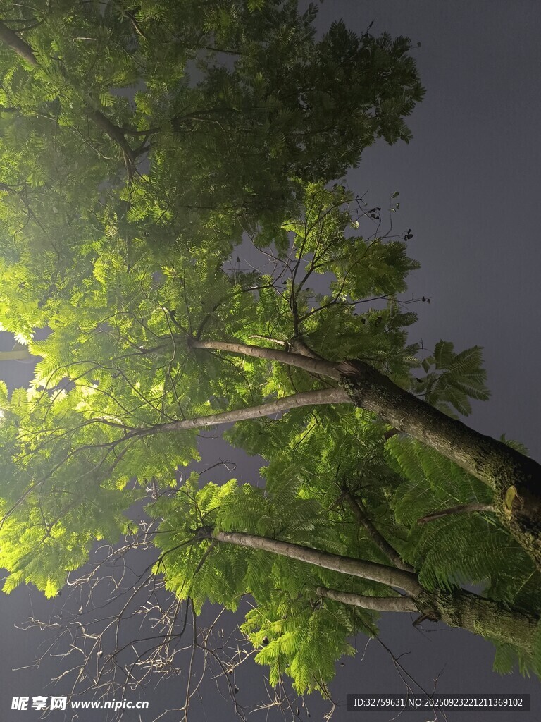 阳光穿透枝叶的绿意瞬间