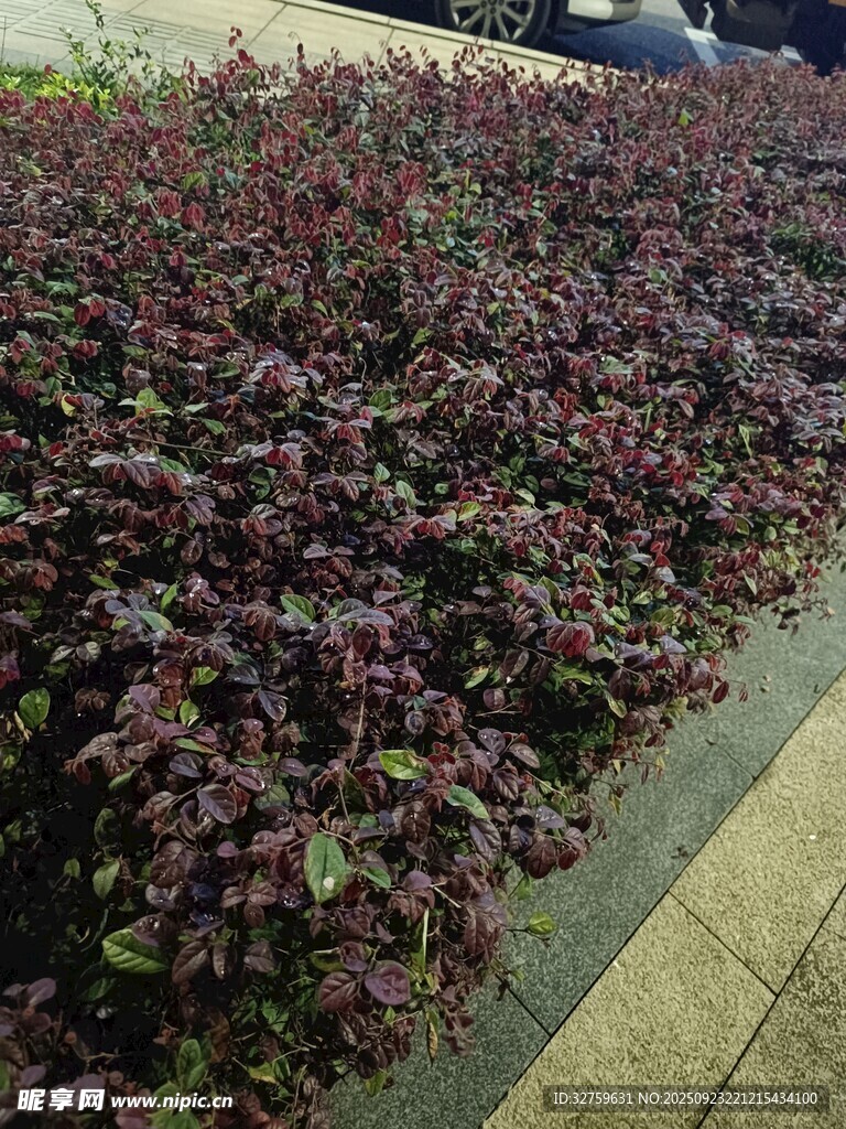 紫叶植物景观