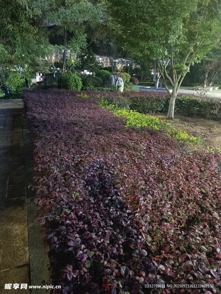 紫叶植物景观