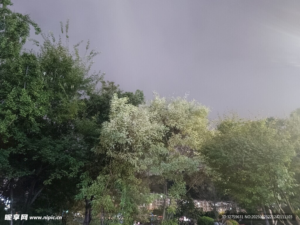 乌云下的葱郁树木