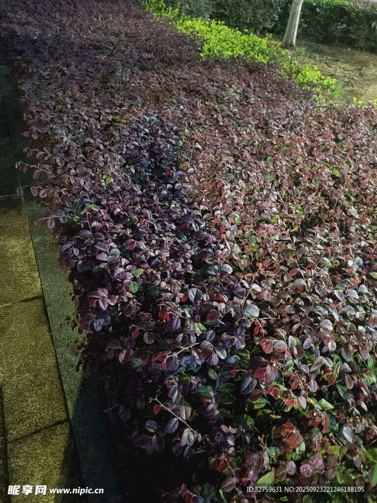紫色植物景观