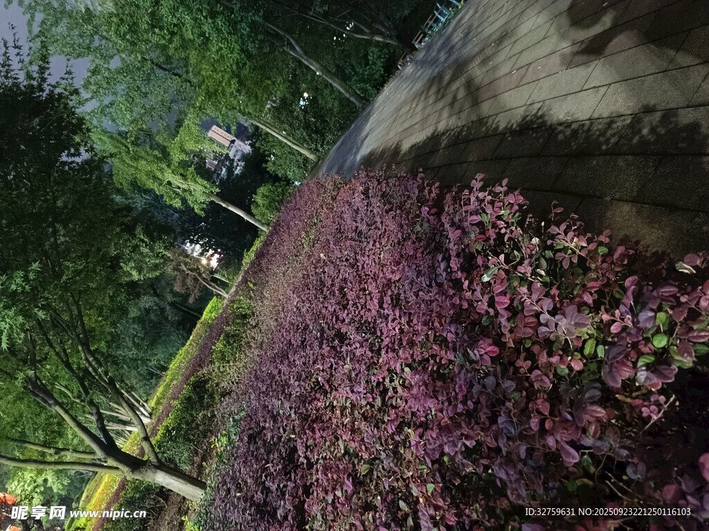 花园中的多彩植物景观