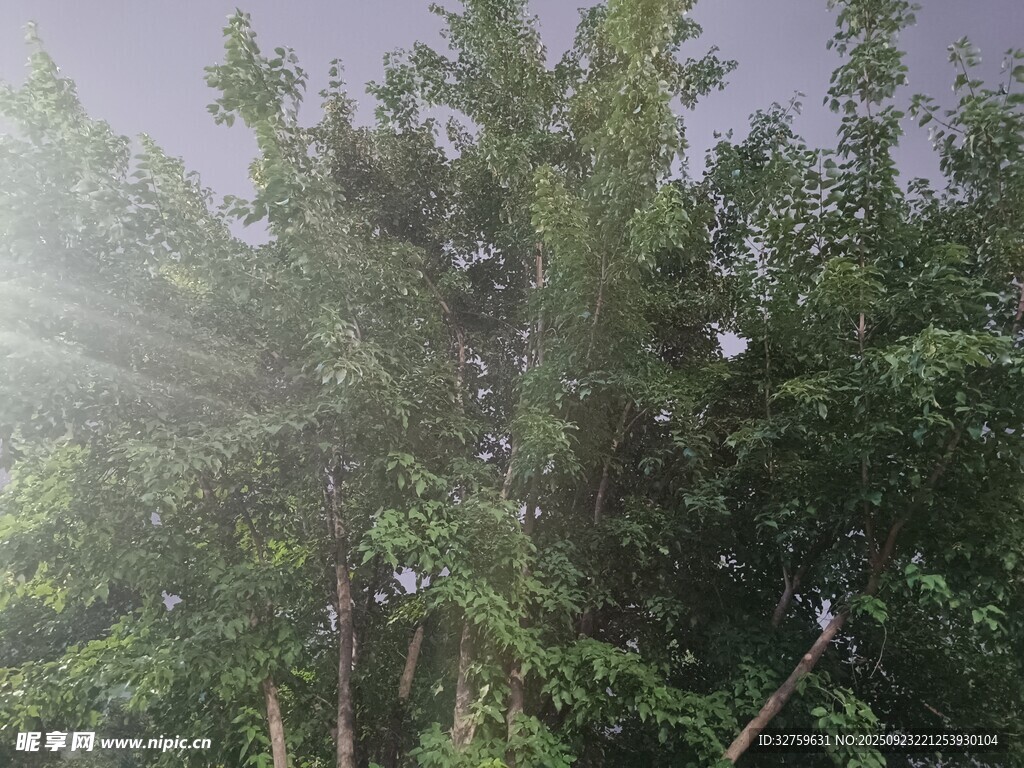 阳光洒落茂密树林