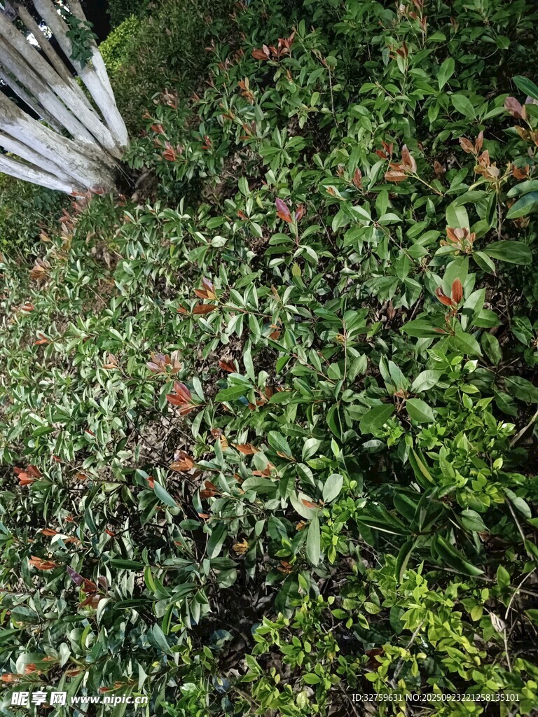 繁茂绿植景观