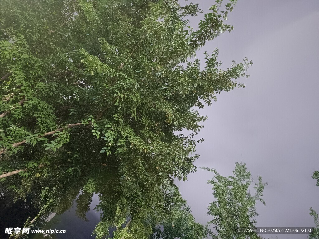 绿树映灰天