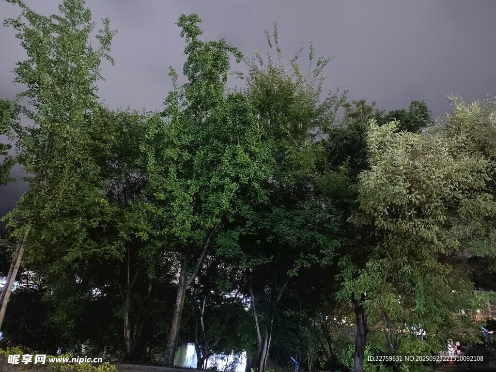 夜晚中的葱郁树木景观