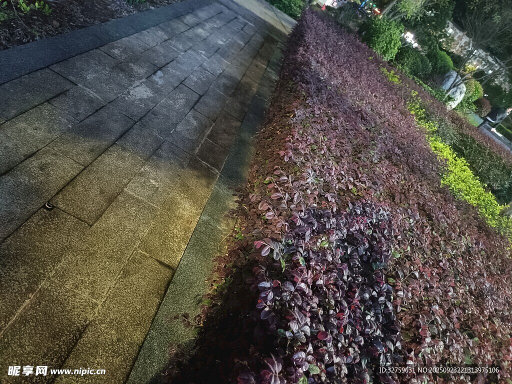 花园小径旁的紫色花卉景观