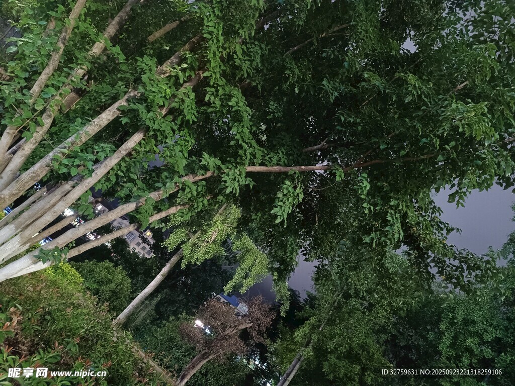 林间景象 