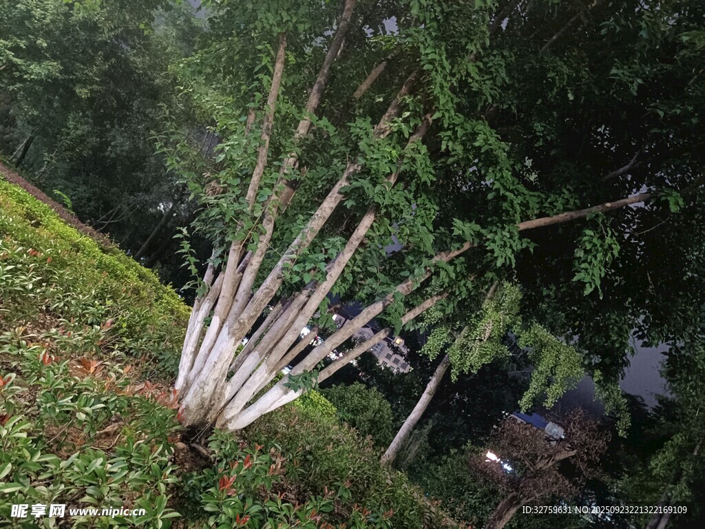 树木倒伏于雨后杂乱场景