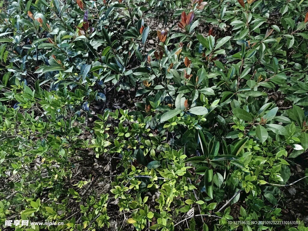 繁茂绿植景观
