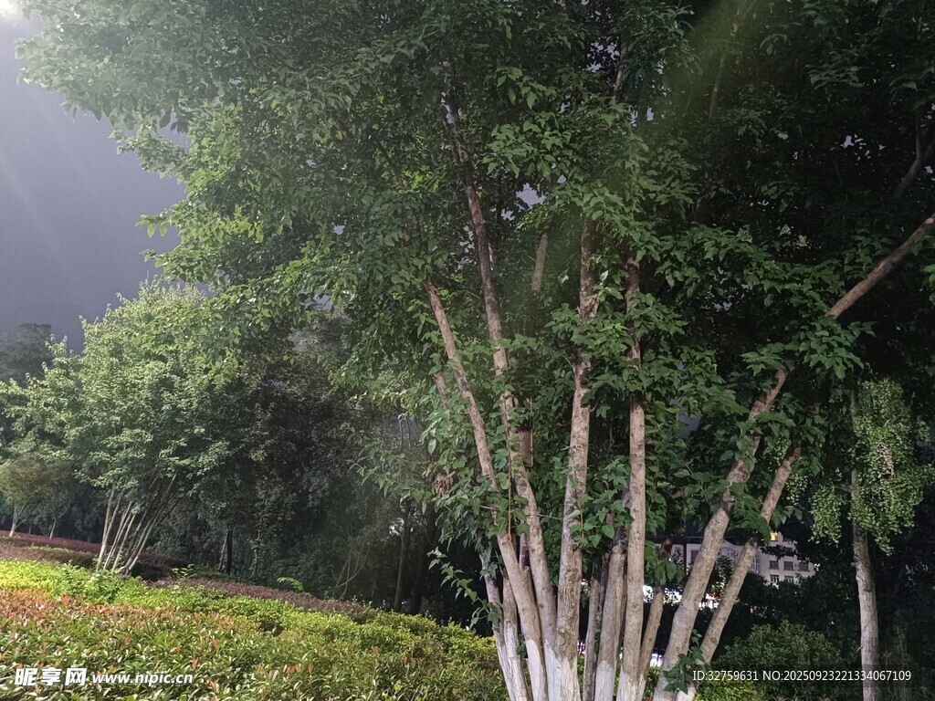 雨中葱郁树木与绿植景观