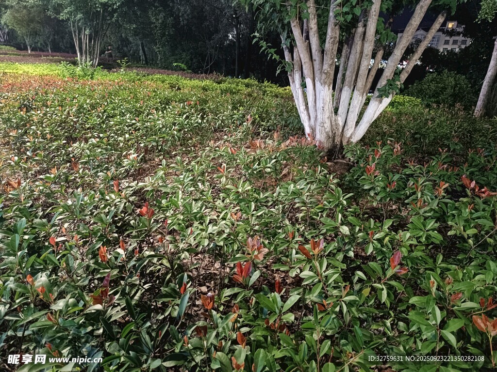 绿意盎然的植物景观