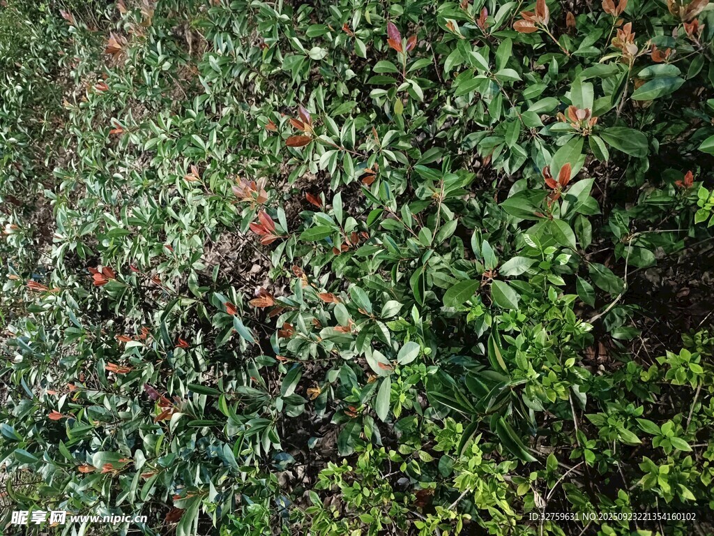 繁茂绿植景观